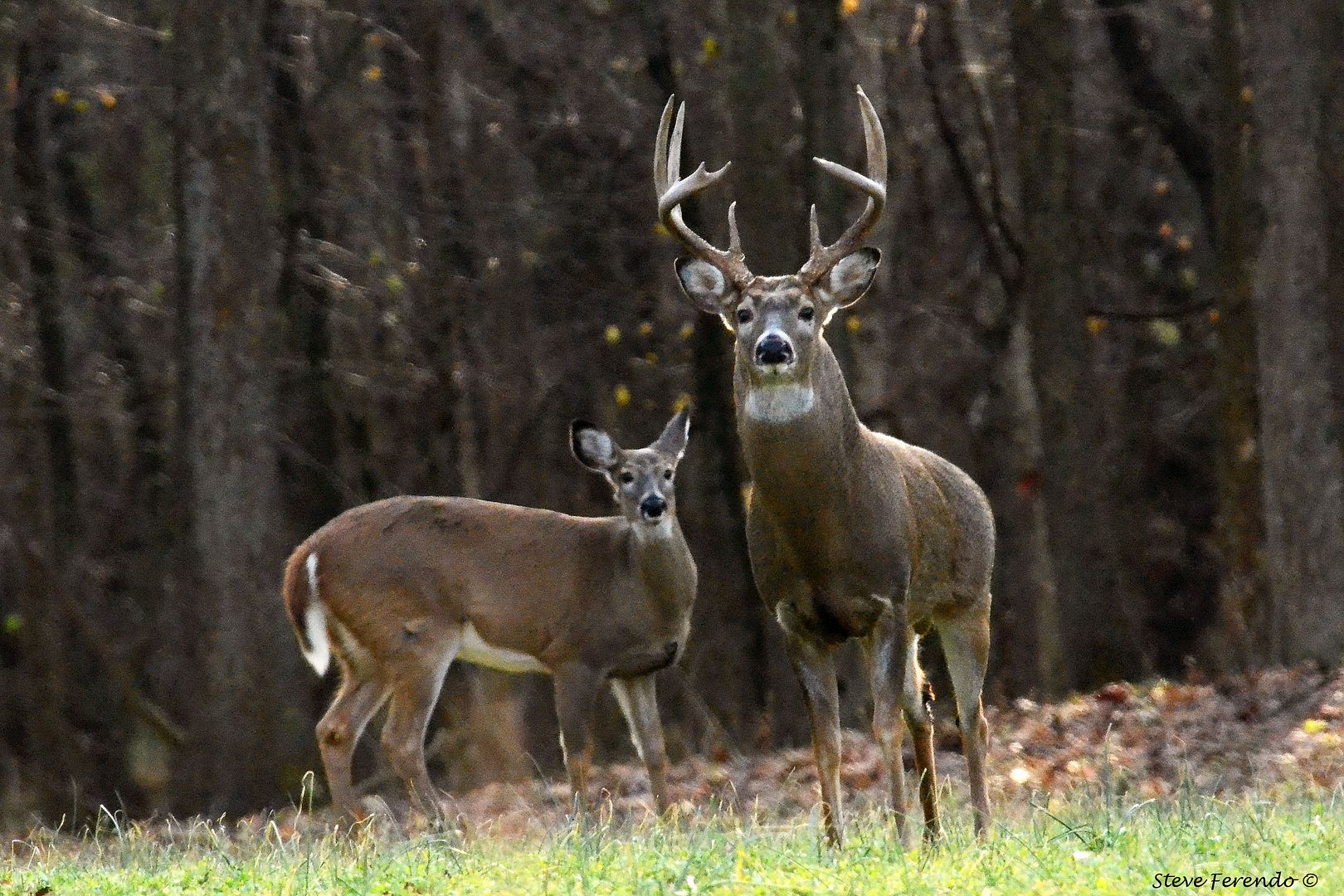 “Natural World” Through My Camera: Crab claw Buck
